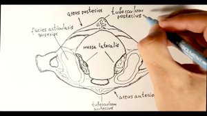 ПЕРВЫЙ ШЕЙНЫЙ ПОЗВОНОК | АТЛАНТ | ATLAS | ОСНОВЫ АНАТОМИИ ДЛЯ СТУДЕНТОВ-МЕДИКОВ