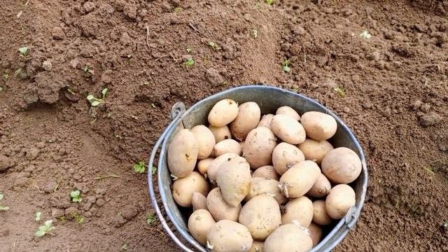Как правильно сажать картофель, чтобы был большой урожай! Новый способ посадки картофеля