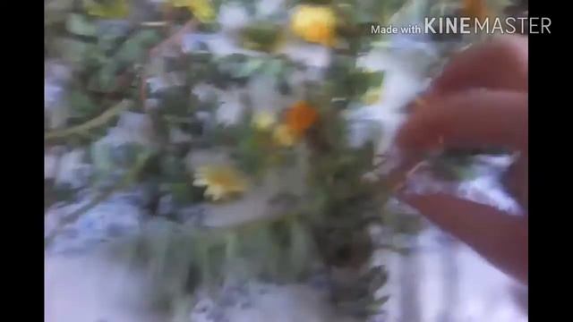 Сушим цветущий ПОРТУЛАК и др.травы в конце лета!