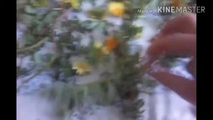 Сушим цветущий ПОРТУЛАК и др.травы в конце лета!