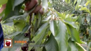 Черешня "Sweet fruitful"