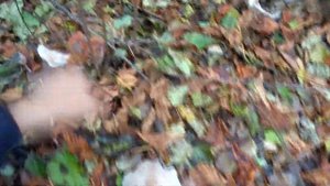 ГРИБЫ В САДУ МОЖЕТ ВЫРАСТИТЬ КАЖДЫЙ!