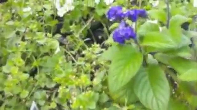 How To Select Annuals смотреть онлайн