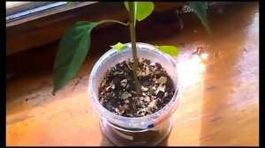 Как вырастить перец Чили в домашних условиях ? Часть 1