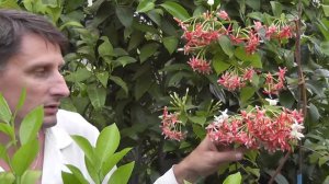 квисквалис индийский