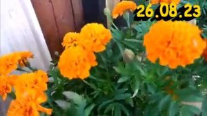 И снова бархатцы! Они никогда не подведут - даже СААМОГО начинающего цветовода.