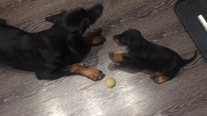 Щенок добермана / Маленький доберман / Dobermann puppy. Female dobermann