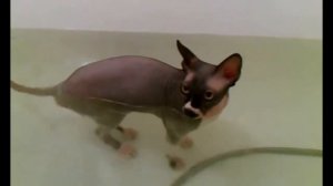 Канадский сфинкс купается!