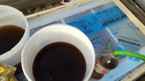 Выращивание примулы к 8 марта. Корневая подкоррмка