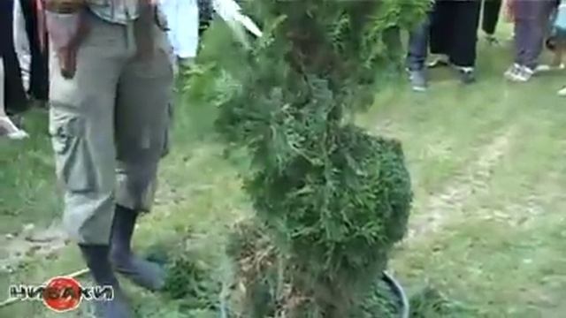 Топиарное искусство - Спираль из туи