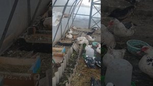 Спаривание индоуток
