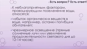 Почему зеленеет вода в аквариуме? [8]
