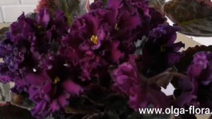 Обзор фиалки сорта Ma's Purple Poodle