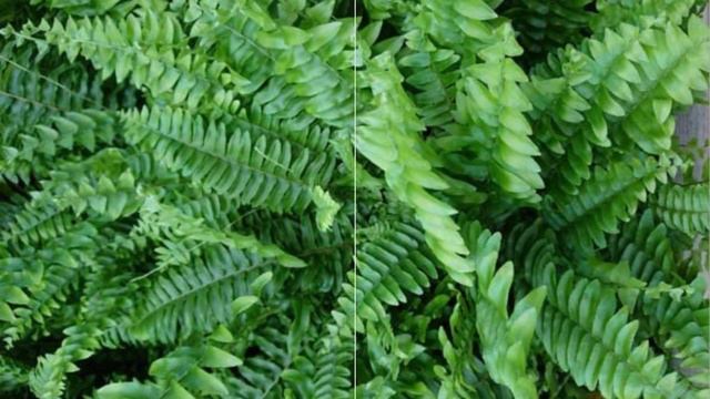 Beautiful Fern Varieties with Names // Different types of fern // Ferns Identification //Fern Plant