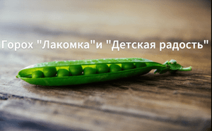 Как сажать горох. Сажаем горох в открытый грунт.Горох сорт: "Лакомка" и "Детская радость".