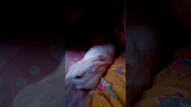 My cute bunny sleeping time ??|| Bunny ki musti #viral #shorts #pet #cute #reels