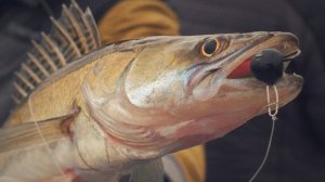 ШУМЕЙКА OPEN CUP | Открытие сезона 2022 | Весенний судак на джиг