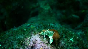 Seastar wasting syndrome in a bat star (Patiria miniata) at Monastery (downcoast)