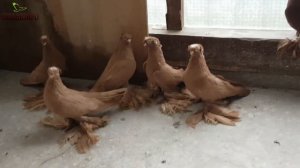 ЖЕЛТЫЕ ДВУХЧУБЫЕ ГОЛУБИ / Pigeons / doves / dove