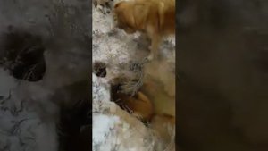 Собаки против лис