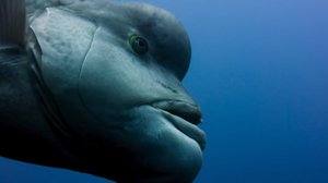 Рыба метаморфоза. Азиатский овцеголовый губан или Кобудай.