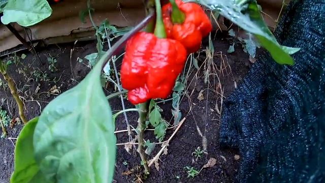 7pot Brainstrain Red - Сверх острый сорт перца смотреть онлайн