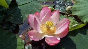 Как Выращивать  Лотос В Домашних Условиях