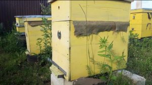 Как сделать отводок на старую матку. Уходим от роение.