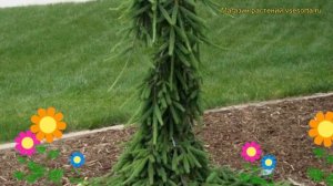 Ель обыкновенная Фробург. Краткий обзор, описание характеристик picea abies Frohburg