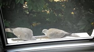 Дикие голуби. Кольчатая горлица | Wild pigeons hand feeding