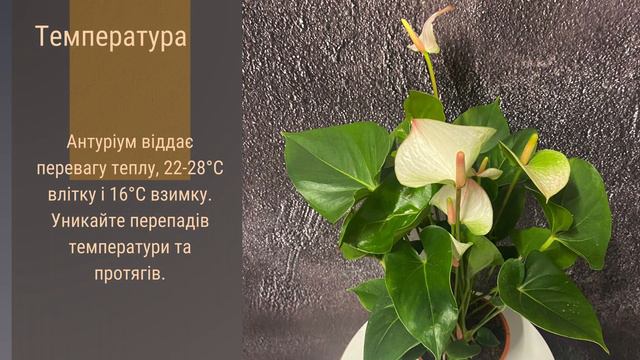 Антуріум🌹🪴🌺   Секрети догляду за кімнатним красенем \догляд за рослинами \ кімнатні рослини