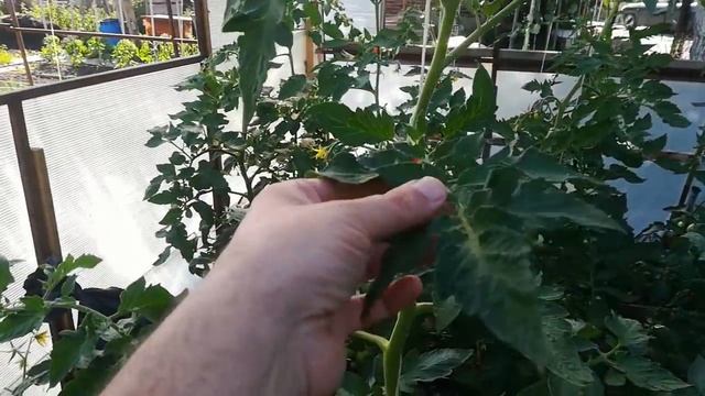 Ранни домати:опадане на цвета смотреть онлайн