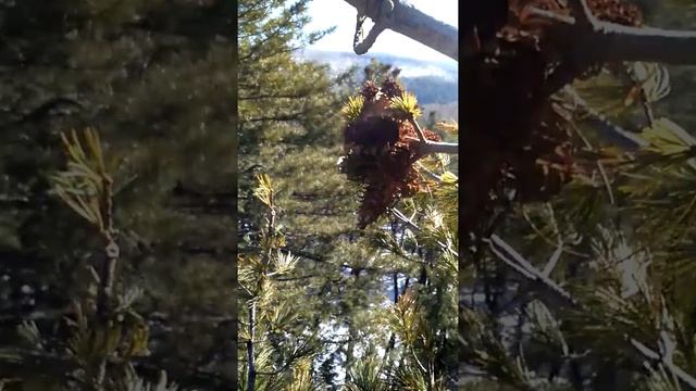 Как надо собирать шишку. смотреть онлайн