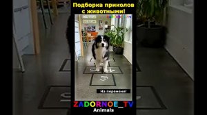 Подборка приколов с животными! #165