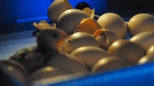 21 день инкубирования. Проклев и вывод птенцов. Инкубатор Broody