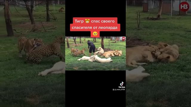 Тигр против леопарда 🐯 трогательно. тик ток рекомендации