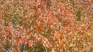 Осенняя осина