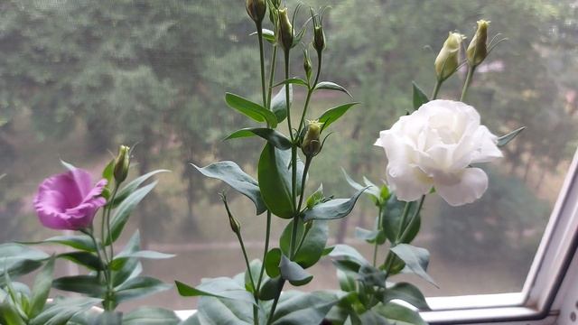 ПЕРВОЕ ЦВЕТЕНИЕ МОЕЙ КАРЛИКОВОЙ ЭУСТОМЫ / СЕЗОН 2021? смотреть онлайн