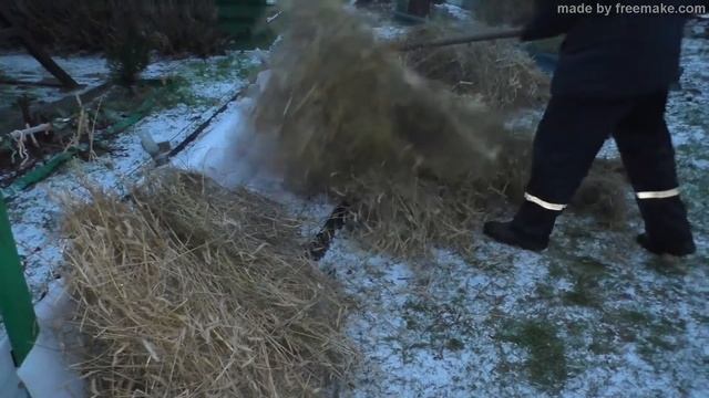 Дополнительное укрытие винограда- соломой.