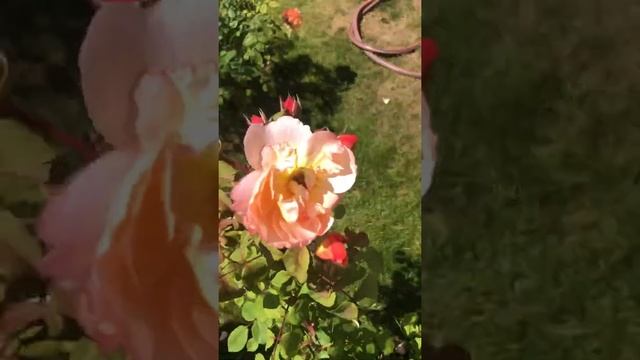 Lady Emma Hamilton роза леди эмма Гамильтон смотреть онлайн