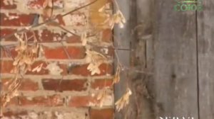 В селе Малая Пица возрождается женский монастырь