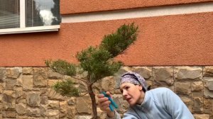 «Укрощение» можжевельника. ПЕРВАЯ ОБРЕЗКА/ УХОД ПОСЛЕ СТРИЖКИ