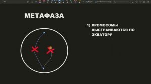 Митоз самый понятный и простой урок - митоз просто