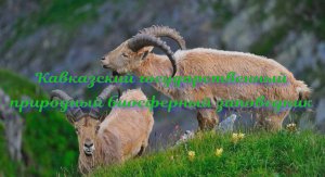 Кавказский биосферный заповедник