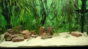 Речные рыбы в аквариуме 140 литров