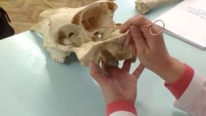 Клиновидная кость. Мозговой отдел черепа. КРС