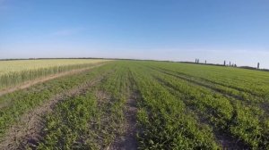 Обработка пшеницы по колосу |  Первое опрыскивание проса