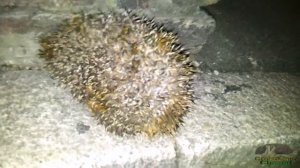 Ежик дышит, как мотор