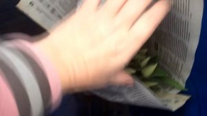 ВЫГОНКА ТЮЛЬПАНОВ | ПОДКОРМКА. СРЕЗКА. ХРАНЕНИЕ