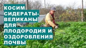 Косим сидераты-великаны: горчицу и овёс для заделки в почвуImproving soil health with mustard and oa